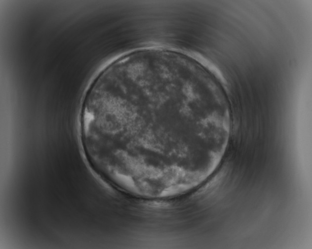 X0000092021239200710041038