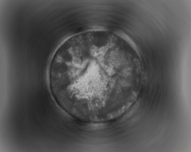 X0000092021243200710041038