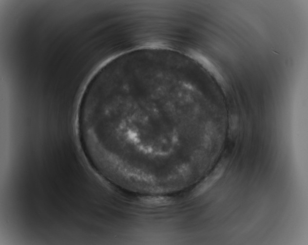 X0000092021331200710041036