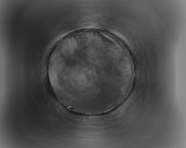 X0000092021359200710041036