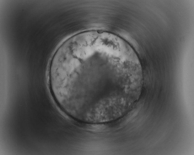 X0000092021383200710041036