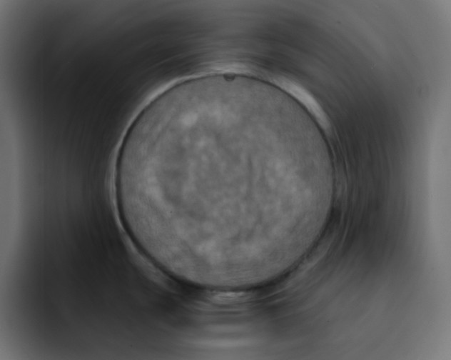 X0000092021439200710041035