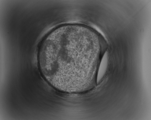 X0000092021456200710041035