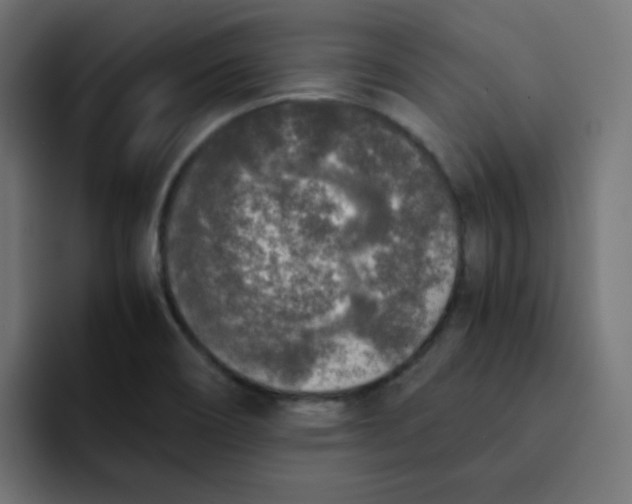 X0000092021466200710041035