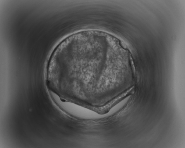 X0000092021527200710041034