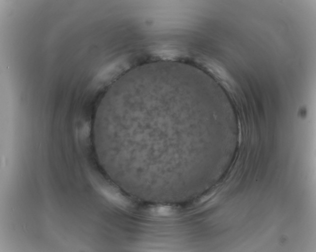 X0000092030365200709061619