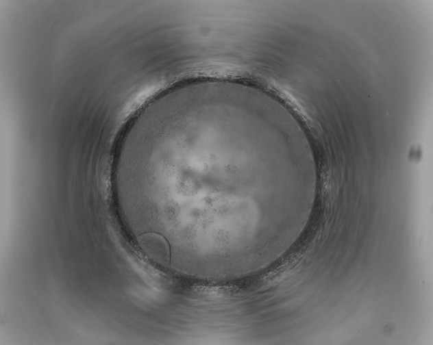 X0000092030679200709061615