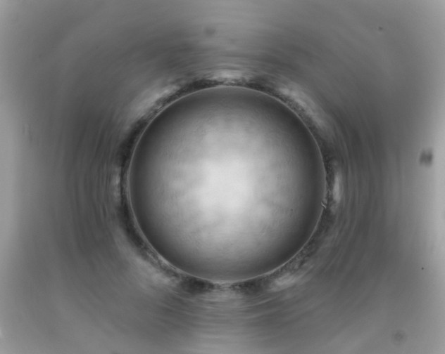 X0000092030696200709061615