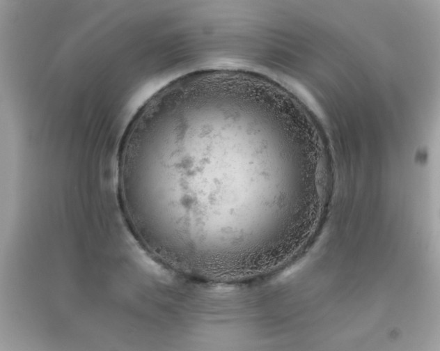X0000092030839200709061613