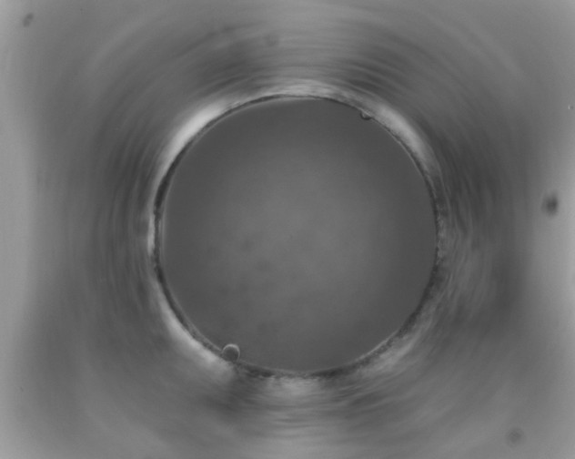 X0000092031095200709061609