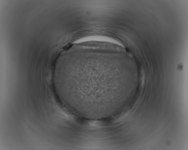 X0000092030268200709271615