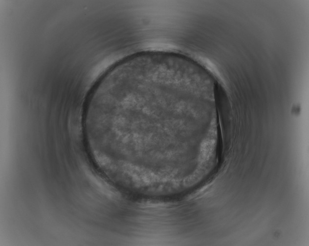 X0000092030531200709271611