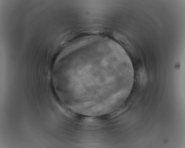 X0000092030568200709271611