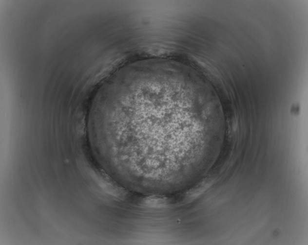 X0000092030606200709271610