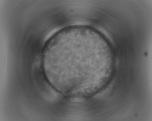 X0000092030874200709271607