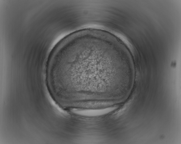 X0000092030999200709271605