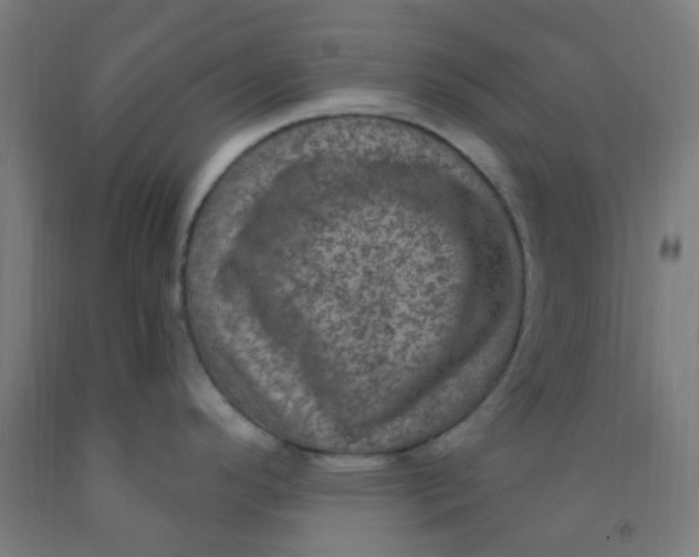 X0000092031296200709271601