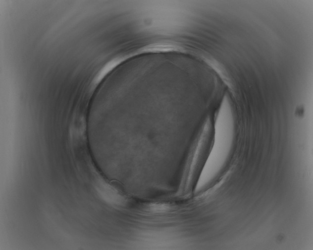 X0000092031465200709271559