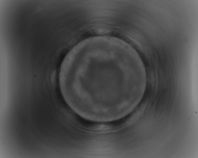 X0000092030319200710041106