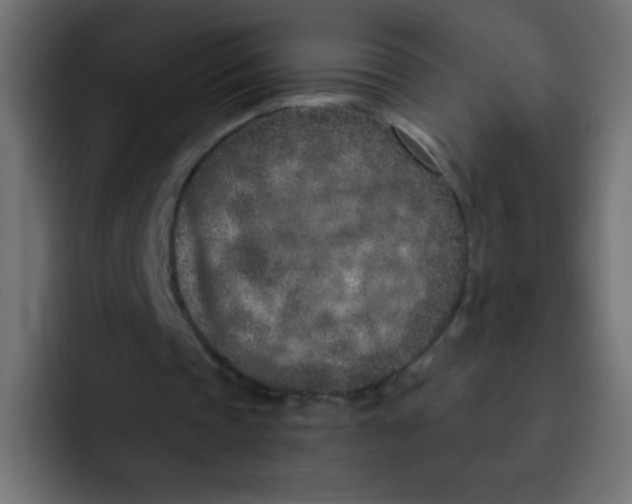 X0000092030337200710041105