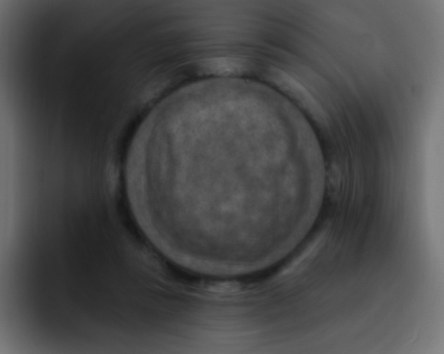 X0000092030355200710041105