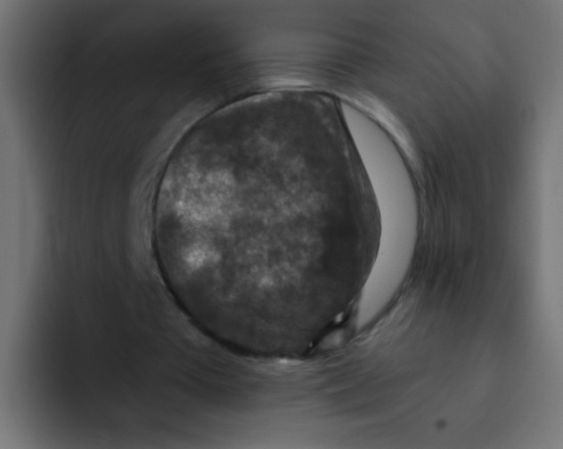 X0000092030385200710041105