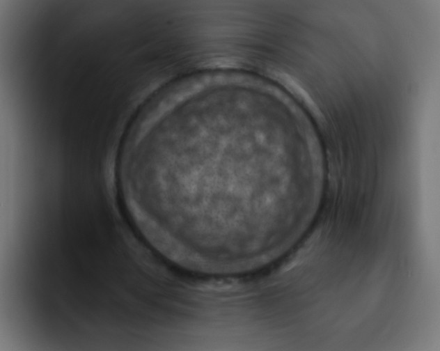 X0000092030386200710041105