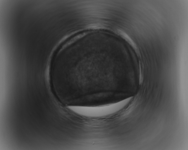 X0000092030387200710041105