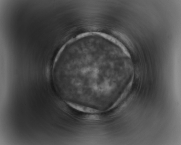 X0000092030409200710041105