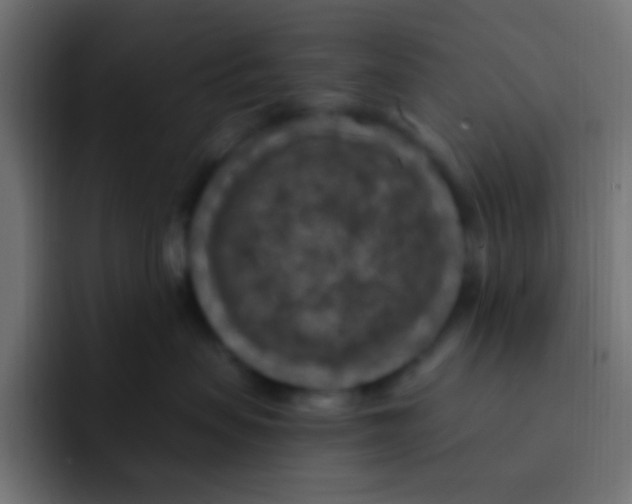 X0000092030479200710041105