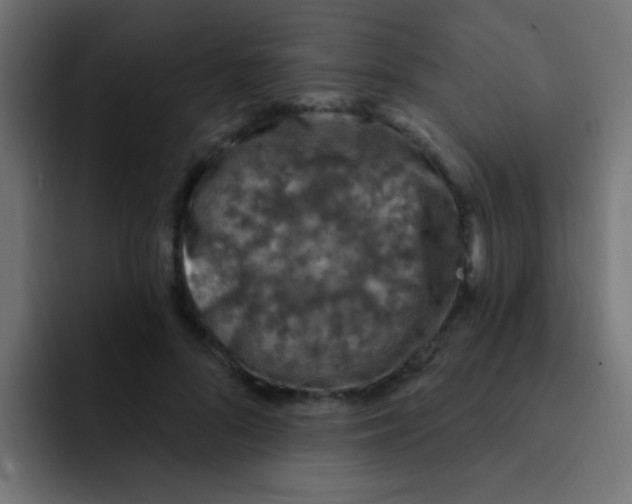 X0000092030696200710041101