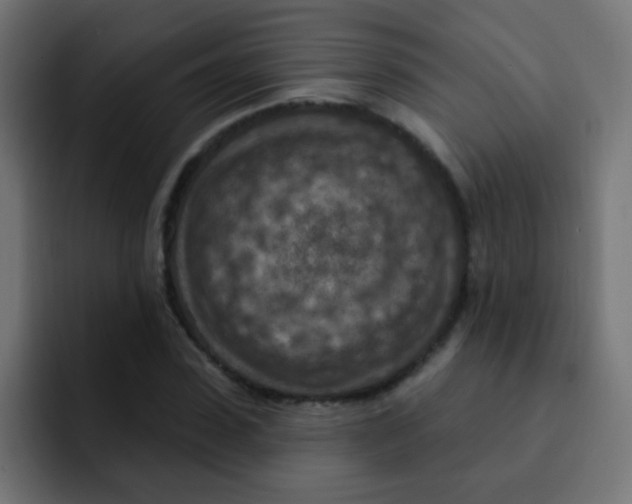 X0000092030923200710041059