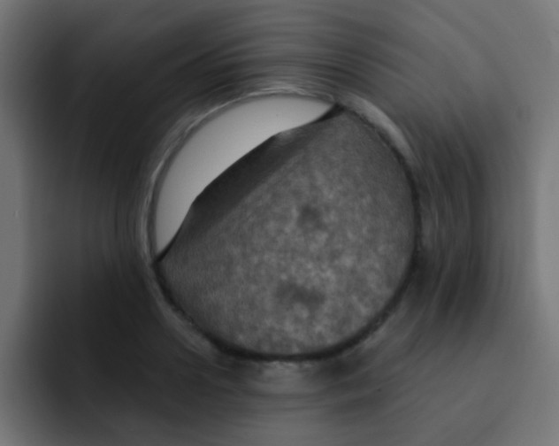 X0000092030938200710041059