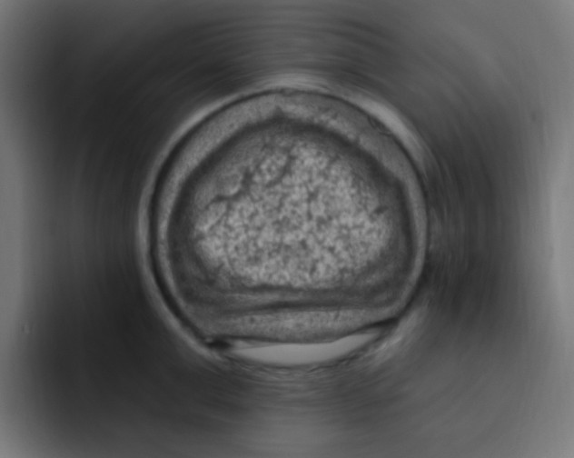 X0000092030999200710041058