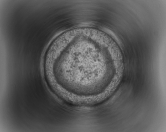 X0000092031235200710041055