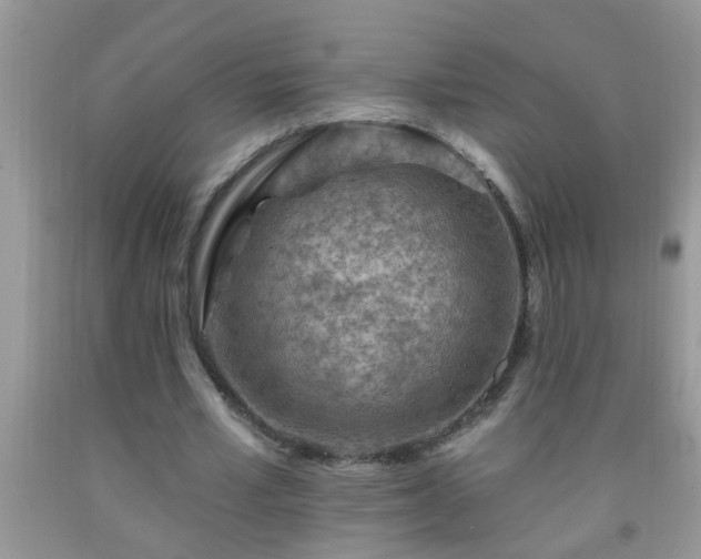 X0000092040581200709191102