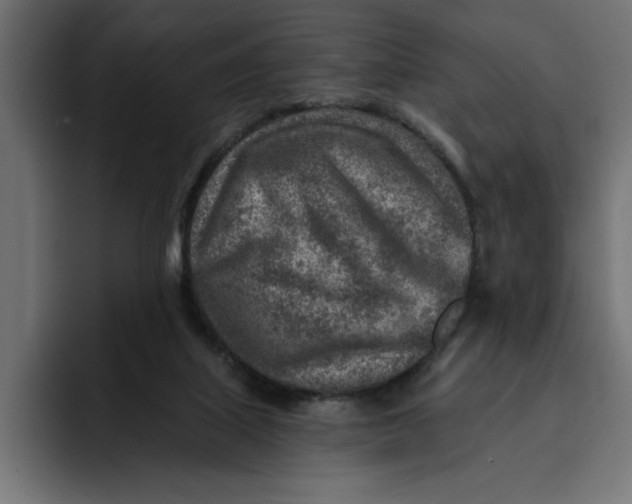 X0000092040067200710031032