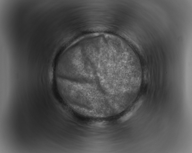 X0000092040206200710031030