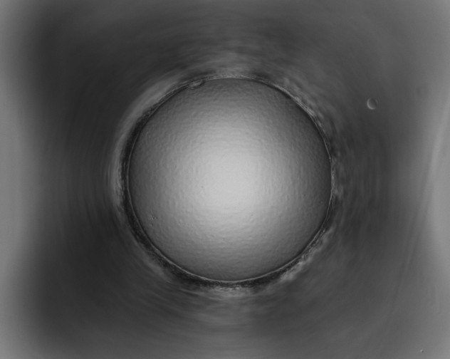 X0000092040245200710031029