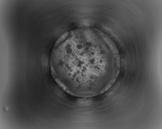 X0000092040331200710031029