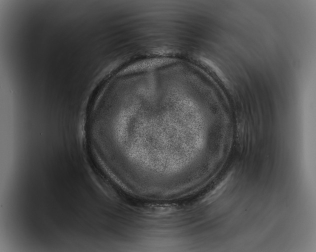 X0000092040443200710031027