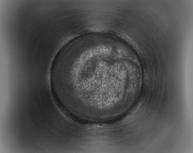 X0000092040626200710031025