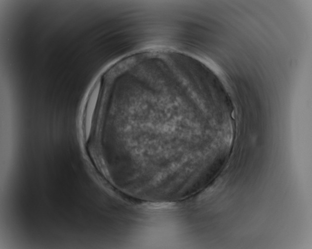 X0000092040864200710031023