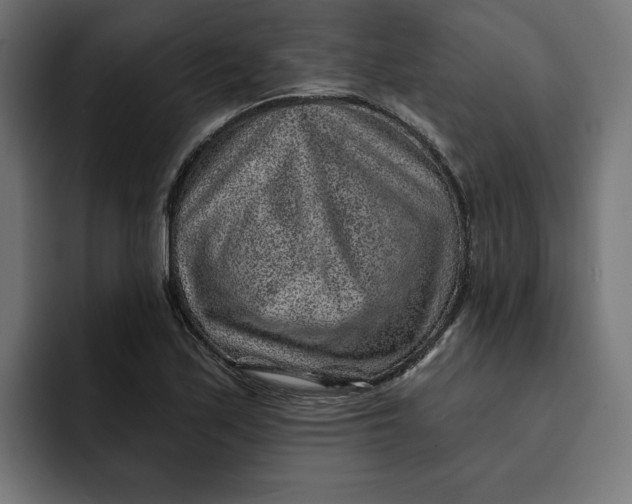 X0000092041171200710031019