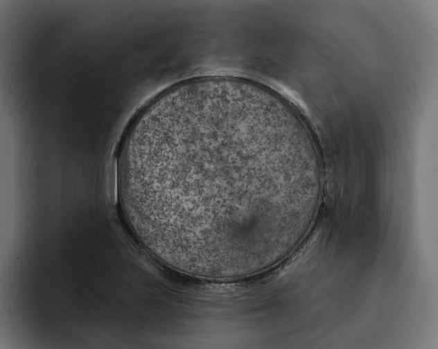 X0000092041223200710031019