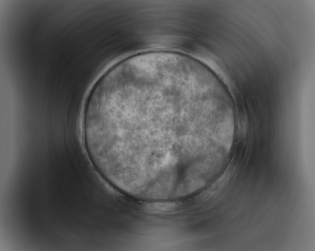 X0000092041294200710031018