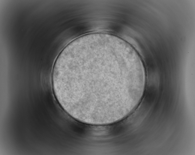 X0000092041338200710031018