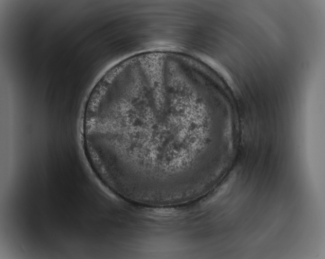 X0000092041383200710031017