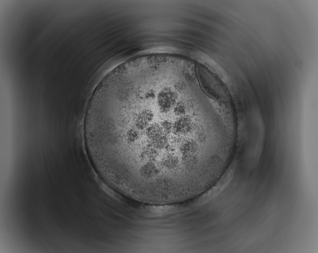 X0000092041425200710031016