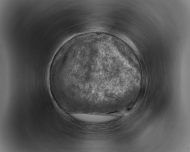 X0000092041439200710031017